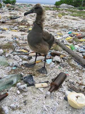Albatrossi seisoo roskan tyttmll hiekkarannalla