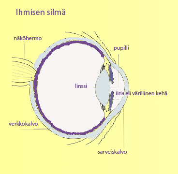 kaavakuva ihmisen silmst