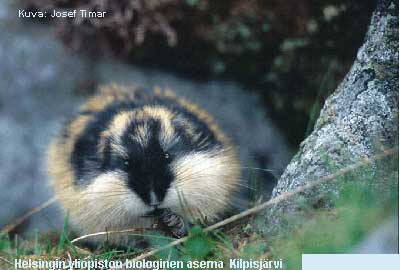 tunturisopuli puputtaa jotakin ja tuijottaa katsojaa mustilla nappisilmilln